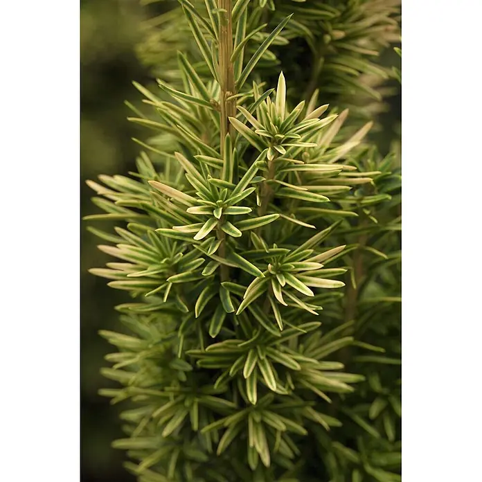Pflanzen für dich Becher-Eibe 70-80 cm - Taxus baccata 'David', Aktuelle Wuchshöhe: 70 cm - 80 cm - Nahaufnahme einer Pflanze mit auffälligen grün-blassgelb panaschierten, nadelartigen Blättern dicht an den Stielen.