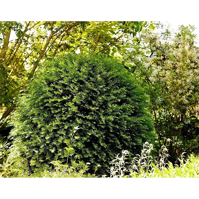Pflanzen für dich Heimische Eibe Eibe - Taxus baccata 'Hessei', Aktuelle Wuchshöhe: 80 cm - 100 cm - Ein dichter, leuchtend grüner, kuppelförmiger immergrüner Strauch in einem sonnigen Garten mit anderen Pflanzen.