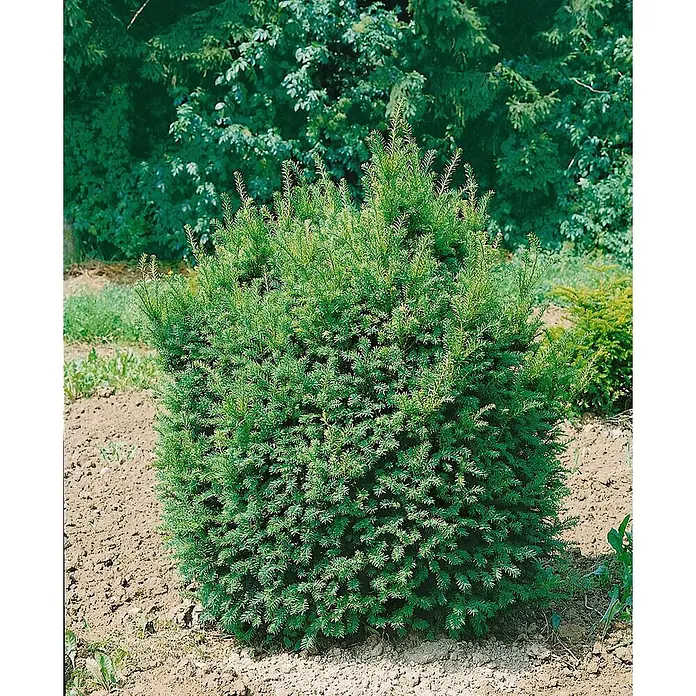 Pflanzen für dich Heimische Eibe Eibe - Taxus baccata 'Hessei', Aktuelle Wuchshöhe: 80 cm - 100 cm - Ein dichter, lebendig grüner immergrüner Strauch mit nadelförmigen Blättern, in hellem braunen Boden gepflanzt.