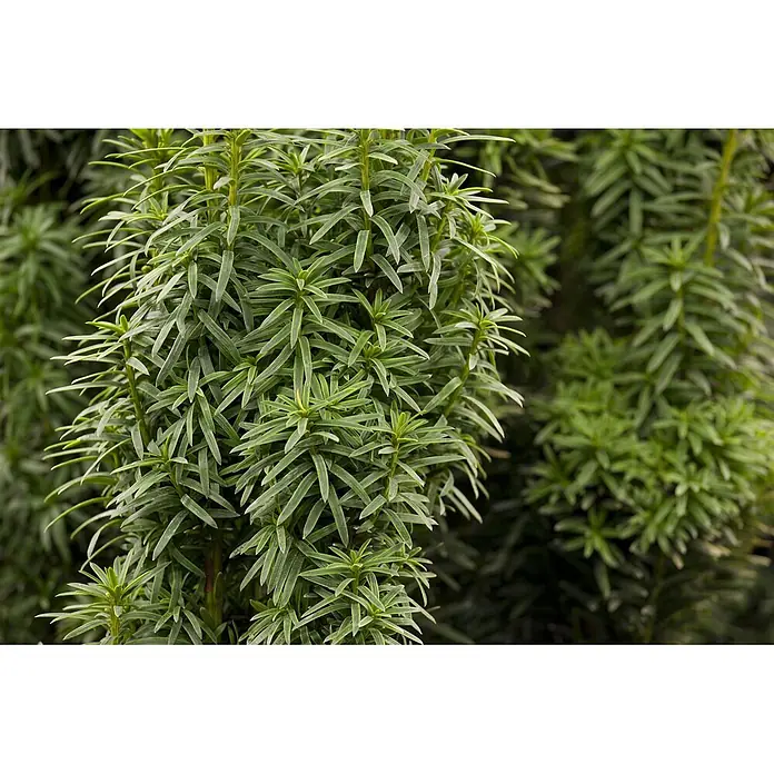Pflanzen für dich Becher-Eibe 70-80 cm - Taxus baccata 'David', Aktuelle Wuchshöhe: 70 cm - 80 cm - Dichte grüne Pflanze mit schmalen, spitzen Blättern.