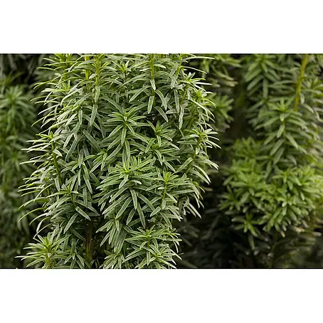 Pflanzen für dich  Heimische Eibe 60-70 cm