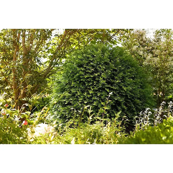 Pflanzen für dich Heimische Eibe Eibe - Taxus baccata 'Hessei', Aktuelle Wuchshöhe: 80 cm - 100 cm - Dichter, kuppelförmiger, grüner immergrüner Strauch in einem sonnigen Garten.