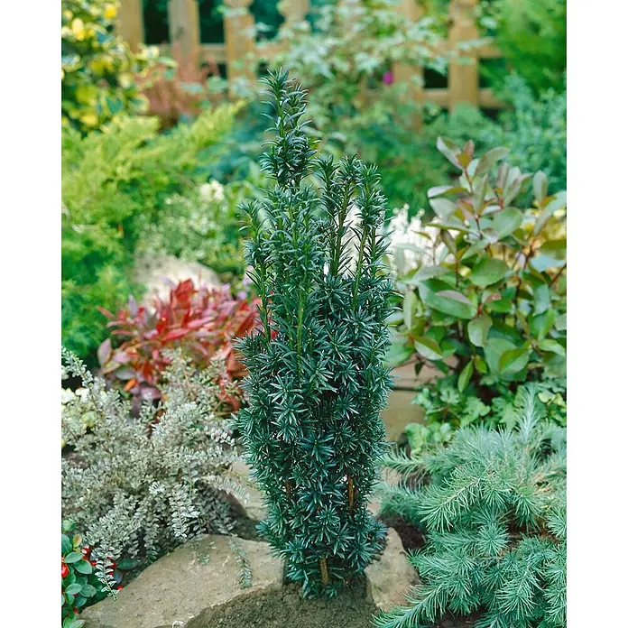 Pflanzen für dich Heimische Eibe 100-120 cm - Taxus baccata 'Pirat', Aktuelle Wuchshöhe: 100 cm - 120 cm - Hohe, schlanke dunkelgrüne Immergrün-Pflanze mit dichtem, nadelartigem Laub, in einem Garten gepflanzt.