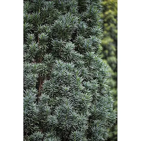Pflanzen für dich  Heimische Eibe 100-120 cm
