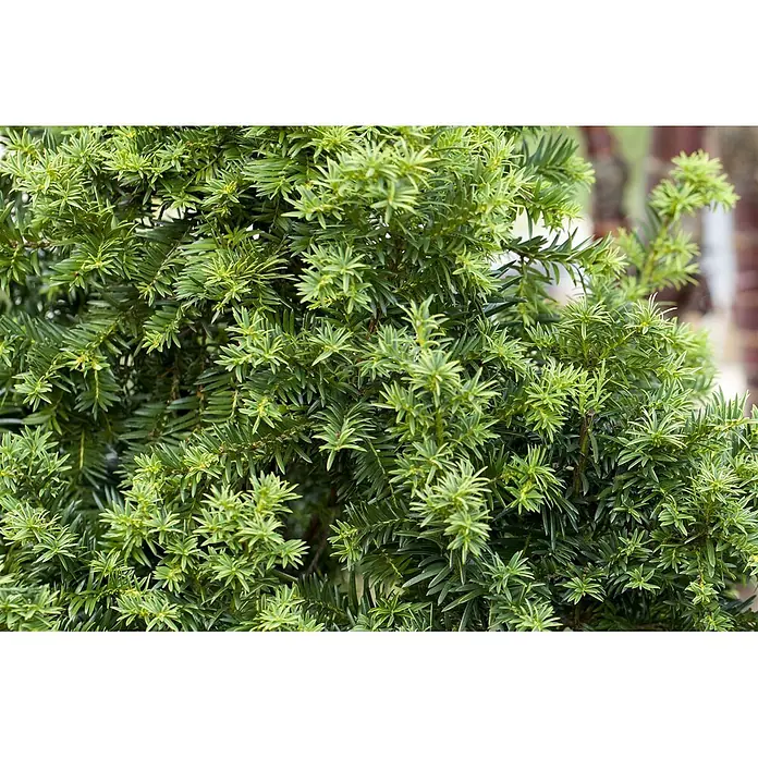 Pflanzen für dich Heimische Eibe 20-25 cm - Taxus baccata 'Golden Crown', Aktuelle Wuchshöhe: 20 cm - 25 cm - Dichter immergrüner Strauch mit leuchtend grünen, nadelartigen Blättern, teils mit helleren Spitzen.