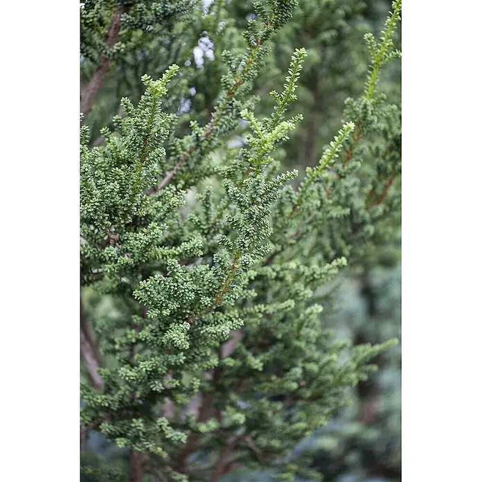 Pflanzen für dich Heimische Eibe 40-60 cm - Taxus baccata 'Rushmore', Aktuelle Wuchshöhe: 40 cm - 60 cm - Dichtes grünes Laub eines Nadelbaums oder Strauchs mit kleinen Blättern und hellem Neuaustrieb.
