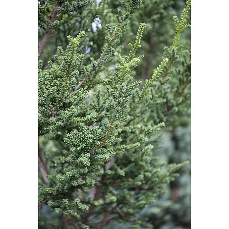 Pflanzen für dich  Heimische Eibe 40-60 cm