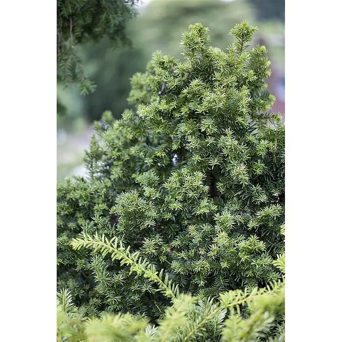 Pflanzen für dich Heimische Eibe 20-25 cm - Taxus baccata 'Golden Crown', Aktuelle Wuchshöhe: 20 cm - 25 cm - Dichter, immergrüner Strauch mit leuchtend grünem, nadelförmigem Laub, der eine gesunde Pflanze zeigt.
