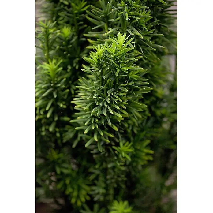 Pflanzen für dich Becher-Eibe 30-40 cm - Taxus baccata 'Fastigiata Robusta', Aktuelle Wuchshöhe: 30 cm - 40 cm - Dichtes grünes Pflanzenlaub mit vielen kurzen, nadelförmigen Blättern.