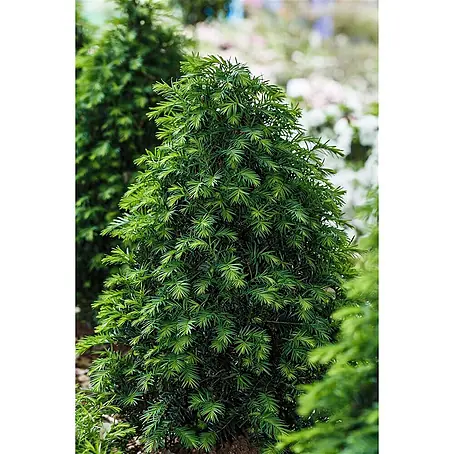 Pflanzen für dich  Heimische Eibe 40-50 cm