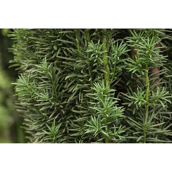 Pflanzen für dich Becher-Eibe 30-40 cm - Taxus baccata 'Fastigiata Robusta', Aktuelle Wuchshöhe: 30 cm - 40 cm - Dichtes grünes Laub mit zahlreichen nadelförmigen Blättern an vertikalen Stielen.