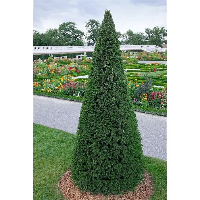 Pflanzen für dich Heimische Eibe 40-50 cm - Taxus baccata 'Höpken's Gigant', Aktuelle Wuchshöhe: 40 cm - 50 cm - Ein hoher, konischer grüner Formschnittbaum in einem formalen Garten mit bunten Blumen und Kieswegen.