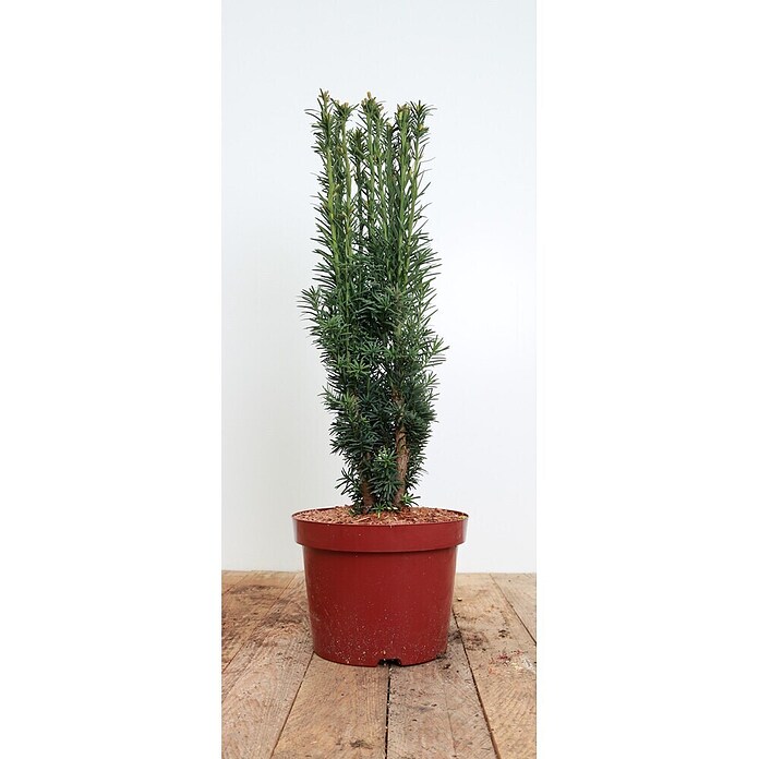 Pflanzen fr dich Heimische Eibe 40-50 cm online kaufen bei BAUHAUS