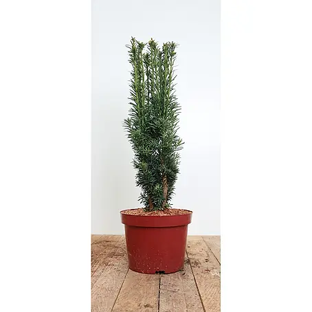Pflanzen für dich  Heimische Eibe 40-50 cm