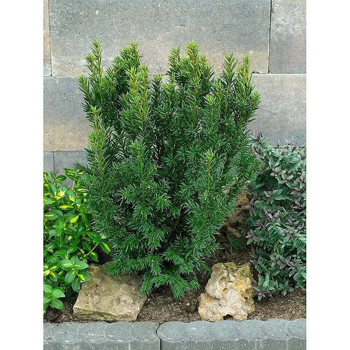 Pflanzen für dich Heimische Eibe 25-30 cm - Taxus baccata 'Westerstede', Aktuelle Wuchshöhe: 25 cm - 30 cm - Lebhaft grüner immergrüner Strauch mit dichtem, aufrechtem Laub, in einer natürlichen Gartenumgebung gepflanzt.