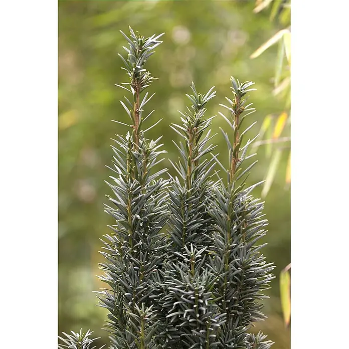 Pflanzen für dich Becher-Eibe 30-40 cm - Taxus baccata 'Fastigiata Robusta', Aktuelle Wuchshöhe: 30 cm - 40 cm - Nahaufnahme von drei aufrechten Nadelbaumzweigen mit dichtem, bläulich-grünem, nadelartigem Laub.