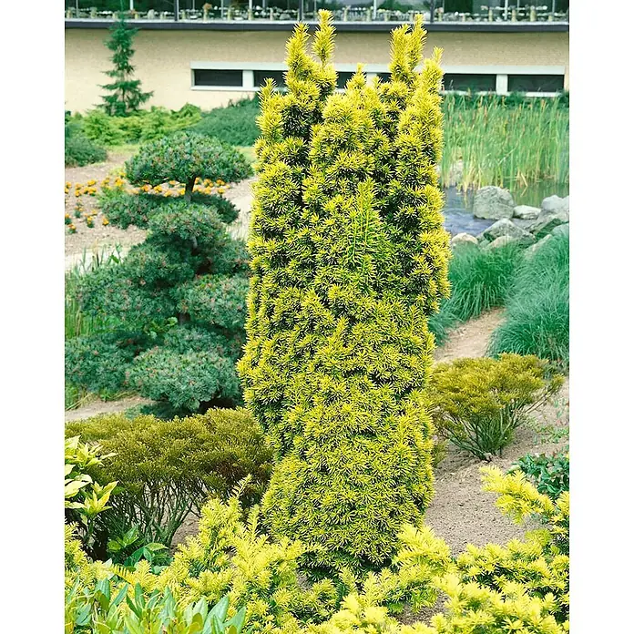 Pflanzen für dich Heimische Eibe 50-60 cm - Taxus baccata 'Standishii', Aktuelle Wuchshöhe: 50 cm - 60 cm - Eine hohe, säulenförmige Konifere mit leuchtend gelb-grünem Laub, ein Blickfang im Garten.