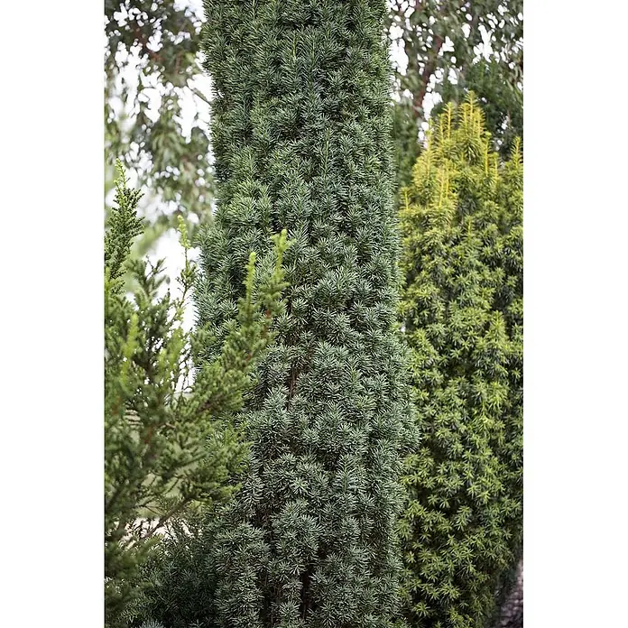 Pflanzen für dich Becher-Eibe 30-40 cm - Taxus baccata 'Fastigiata Robusta', Aktuelle Wuchshöhe: 30 cm - 40 cm - Hoher, schlanker Nadelbaum mit dichten, tiefgrünen Nadeln, prominent in einer Gartenumgebung stehend.