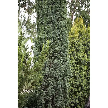 Pflanzen für dich  Heimische Eibe 40-50 cm