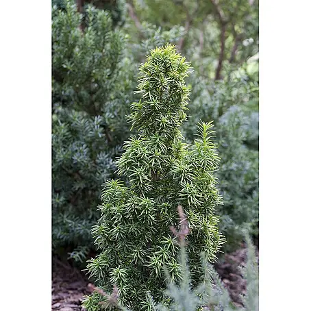 Pflanzen für dich  Heimische Eibe 50-60 cm