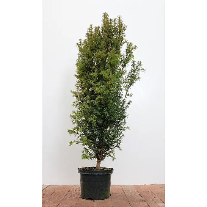 Pflanzen für dich Heimische Eibe Eibe - Taxus baccata, Aktuelle Wuchshöhe: 80 cm - 100 cm - Säulenförmige grüne Konifere im schwarzen Plastiktopf.