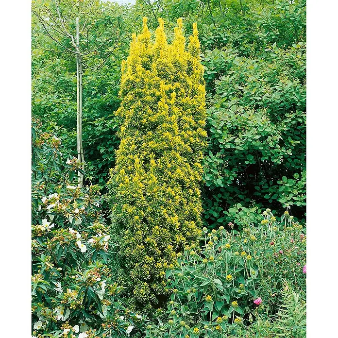 Pflanzen für dich Heimische Eibe 50-60 cm - Taxus baccata 'Standishii', Aktuelle Wuchshöhe: 50 cm - 60 cm - Hohe, säulenartige Eibe mit leuchtend gelbgrünem Laub in einem üppigen Garten.