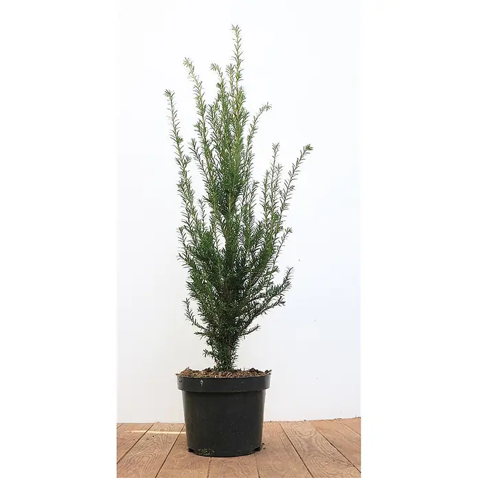 Pflanzen für dich Heimische Eibe 50-60 cm - Taxus baccata, Aktuelle Wuchshöhe: 50 cm - 60 cm - Junge immergrüne Pflanze im schwarzen Topf.