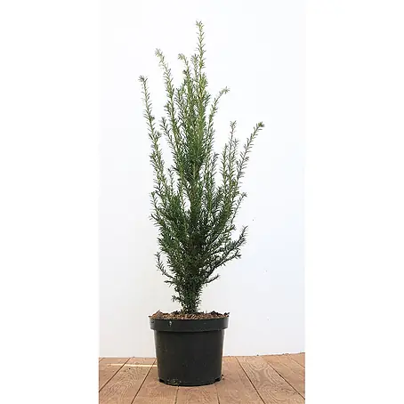 Pflanzen für dich  Heimische Eibe 50-60 cm