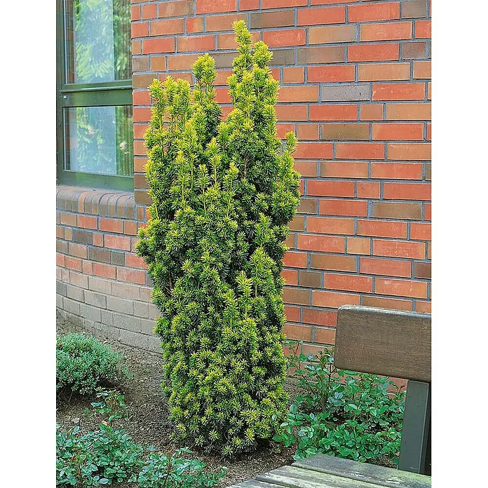 Pflanzen für dich Heimische Eibe 50-60 cm - Taxus baccata 'Standishii', Aktuelle Wuchshöhe: 50 cm - 60 cm - Hoher, säulenförmiger, immergrüner Eibenstrauch mit hellgrünem Laub vor einer Ziegelwand.