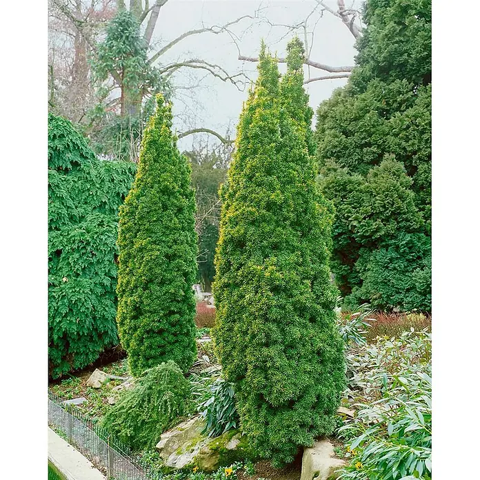 Pflanzen für dich Heimische Eibe 50-60 cm - Taxus baccata 'Standishii', Aktuelle Wuchshöhe: 50 cm - 60 cm - Zwei hohe, konische grüne immergrüne Sträucher mit gelblichen Spitzen in einem Garten.