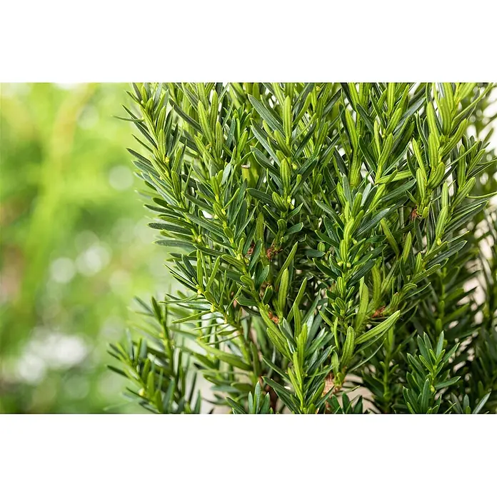 Pflanzen für dich Becher-Eibe 20-30 cm - Taxus × media 'Hillii', Aktuelle Wuchshöhe: 20 cm - 30 cm - Kräftig grüne immergrüne Pflanze mit dichten, nadelförmigen Blättern und kleinen gelblich-grünen Knospen.