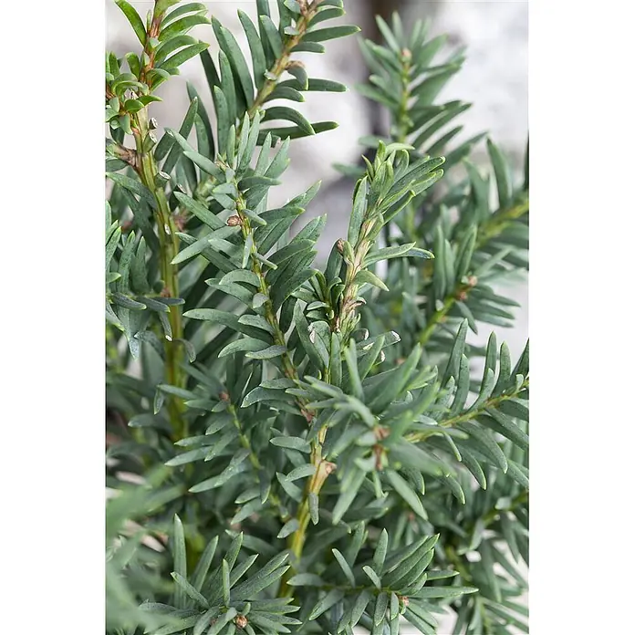 Pflanzen für dich Heimische Eibe 25-30 cm - Taxus baccata 'Fips', Aktuelle Wuchshöhe: 25 cm - 30 cm - Nahaufnahme eines leuchtend grünen Nadelgehölzes mit dichtem, nadelförmigem Laub.