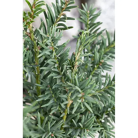 Pflanzen für dich  Heimische Eibe 25-30 cm
