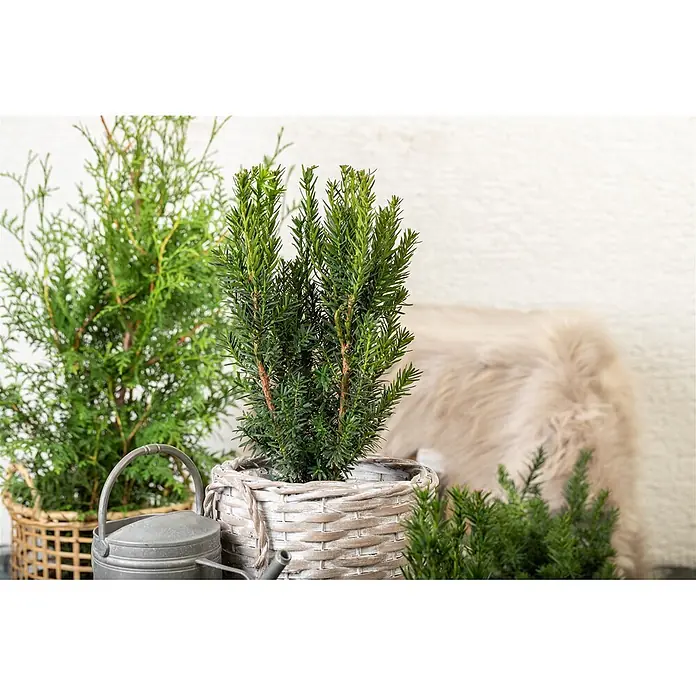 Pflanzen für dich Becher-Eibe 20-30 cm - Taxus × media 'Hillii', Aktuelle Wuchshöhe: 20 cm - 30 cm - Grüne, immergrüne Topfpflanzen in hellen Korbtöpfen, arrangiert mit einer Metallgießkanne zur Innendekoration.