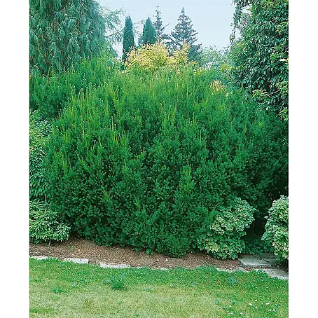 Pflanzen für dich  Heimische Eibe 15-20 cm