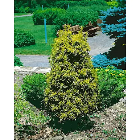 Pflanzen für dich  Heimische Eibe 70-80 cm