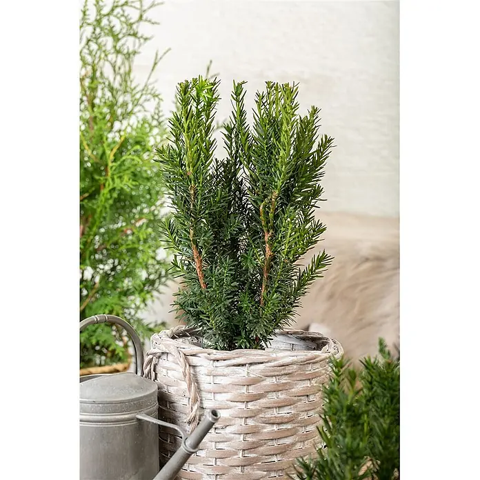 Pflanzen für dich Becher-Eibe 20-30 cm - Taxus × media 'Hillii', Aktuelle Wuchshöhe: 20 cm - 30 cm - Kleine immergrüne Pflanze in einem weiß gekalkten Korb mit Seildetail, umgeben von anderen Pflanzen und einer Gießkanne.