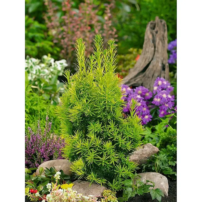 Pflanzen für dich Heimische Eibe 70-80 cm - Taxus baccata 'Germer's Gold', Aktuelle Wuchshöhe: 70 cm - 80 cm - Eine leuchtend lindgrüne Zwergkonifere mit nadelförmigen Blättern in einer Gartenumgebung, umgeben von anderen Pflanzen und Steinen.