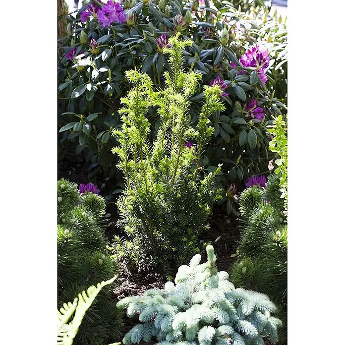 Pflanzen für dich Becher-Eibe 20-30 cm - Taxus × media 'Hillii', Aktuelle Wuchshöhe: 20 cm - 30 cm - Ein Gartenbeet mit einer hohen grünen Konifere, umgeben von lila Rhododendren, blaugrünen Immergrünen und Farnen.