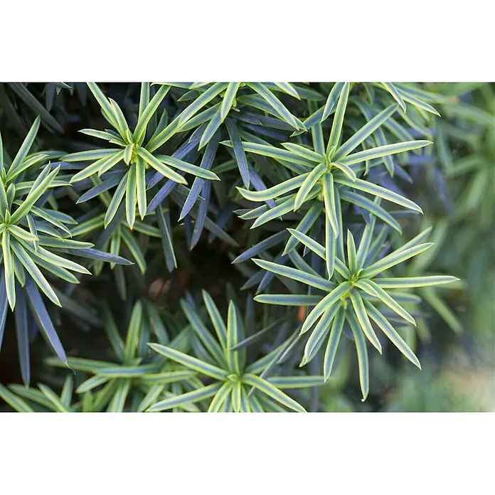 Pflanzen für dich Heimische Eibe 30-40 cm - Taxus baccata 'Fastigiata Aureomarginata', Aktuelle Wuchshöhe: 30 cm - 40 cm - Dichtes, panaschiertes grün-gelbes, stacheliges Blattwerk in sternförmigen Büscheln.