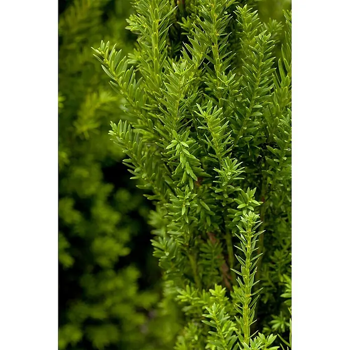 Pflanzen für dich Becher-Eibe 20-30 cm - Taxus × media 'Hillii', Aktuelle Wuchshöhe: 20 cm - 30 cm - Helles, dichtes grünes Laub mit kurzen, nadelartigen Blättern an aufrechten Zweigen, die eine üppige Textur bilden.