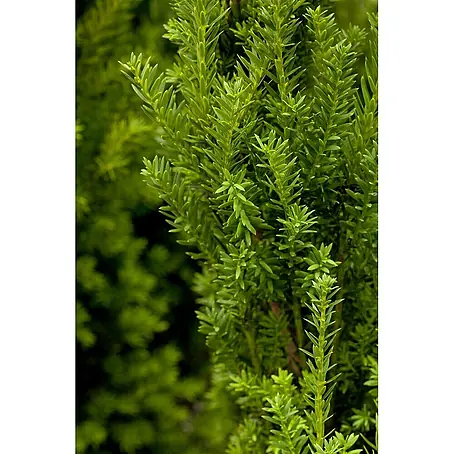 Pflanzen für dich  Becher-Eibe 30-40 cm