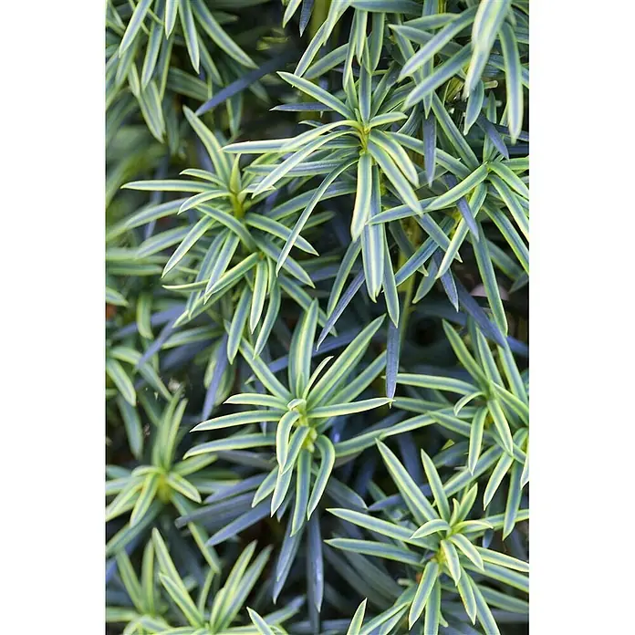 Pflanzen für dich Heimische Eibe 30-40 cm - Taxus baccata 'Fastigiata Aureomarginata', Aktuelle Wuchshöhe: 30 cm - 40 cm - Nahaufnahme von leuchtend grün-gelb panaschierten Blättern, sternförmig angeordnet vor dunklem Hintergrund.