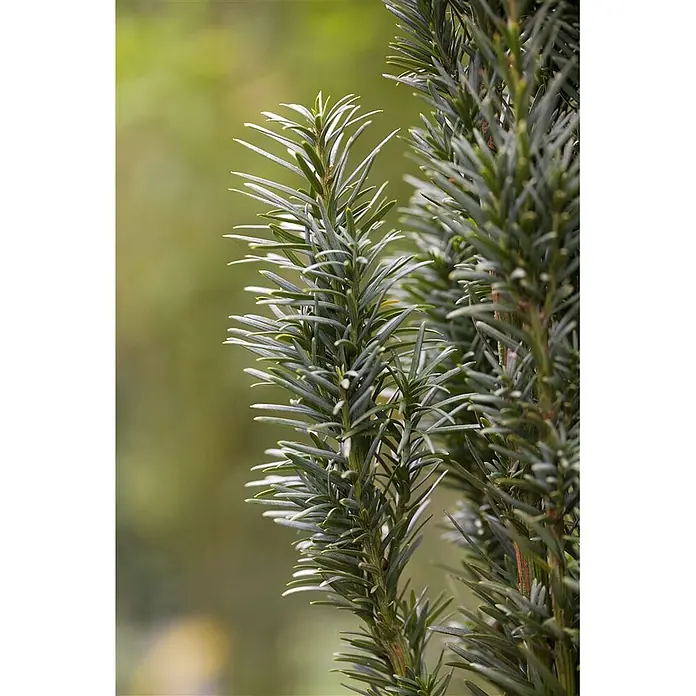 Pflanzen für dich Becher-Eibe 30-40 cm - Taxus baccata 'Fastigiata Robusta', Aktuelle Wuchshöhe: 30 cm - 40 cm - Nahaufnahme von lebhaftem immergrünem Laub mit spitzen, nadelförmigen grünen Blättern.