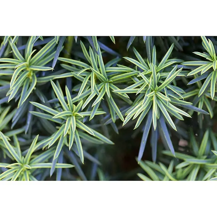 Pflanzen für dich Heimische Eibe 30-40 cm - Taxus baccata 'Fastigiata Aureomarginata', Aktuelle Wuchshöhe: 30 cm - 40 cm - Panaschierte grün-gelbe Nadelblätter in strahlenförmigen Büscheln.