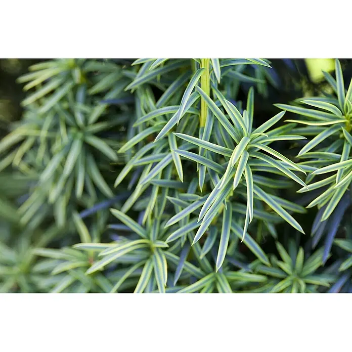 Pflanzen für dich Heimische Eibe 30-40 cm - Taxus baccata 'Fastigiata Aureomarginata', Aktuelle Wuchshöhe: 30 cm - 40 cm - Nahaufnahme von leuchtend grün-gelb panaschiertem Pflanzenlaub mit schmalen, spitz zulaufenden Blättern in dichten Büscheln.