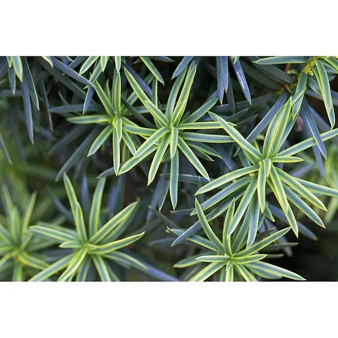 Pflanzen für dich Heimische Eibe 30-40 cm - Taxus baccata 'Fastigiata Aureomarginata', Aktuelle Wuchshöhe: 30 cm - 40 cm - Nahaufnahme von leuchtend grün-gelb panaschierten, nadelartigen Blättern, sternförmig angeordnet.