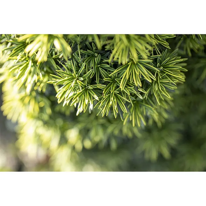 Pflanzen für dich Heimische Eibe 30-40 cm - Taxus baccata 'Fastigiata Aureomarginata', Aktuelle Wuchshöhe: 30 cm - 40 cm - Nahaufnahme von lebhaft grünem und gelb-grünem Nadelbaumlaub.