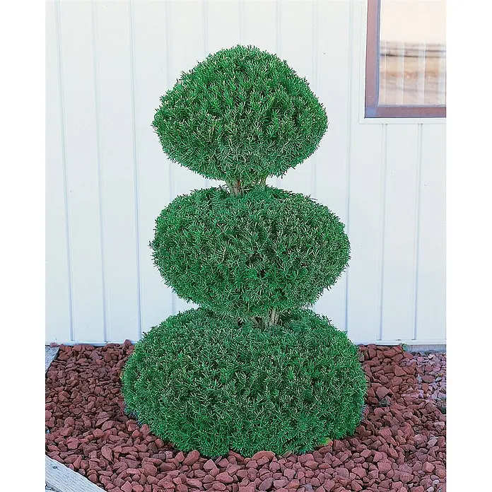 Pflanzen für dich Heimische Eibe 150-175 cm - Taxus cuspidata, Aktuelle Wuchshöhe: 150 cm - 175 cm - Gestufte Formschnittpflanze mit drei runden, dichten grünen Blattformen, in rotem Kies.
