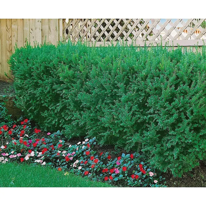 Pflanzen für dich Becher-Eibe 20-25 cm - Taxus cuspidata 'Lescow', Aktuelle Wuchshöhe: 20 cm - 25 cm - Üppige grüne immergrüne Hecke mit leuchtend roten, rosa und weißen Blumen davor in einer Gartenumgebung.